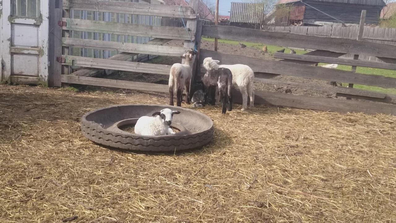 Emilia Vendeghaz Otel Ciumani Dış mekan fotoğraf